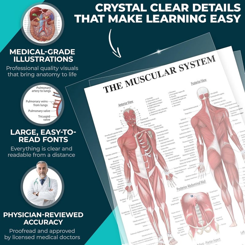 GRAND BASICS 12-Pack Laminated Anatomy Posters for Wall – Educational Human Body Systems Charts for Students, Classrooms & Medical Office Decor - Includes Muscular, Skeletal, Nervous & More, Size 17”x27” - Image 2